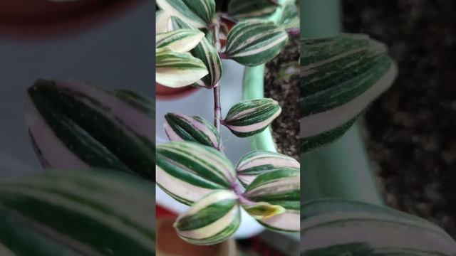 О традесканциях #традесканция #традесканции #растения #цветы #мнение #сорта #комнатныерастения #сад смотреть онлайн