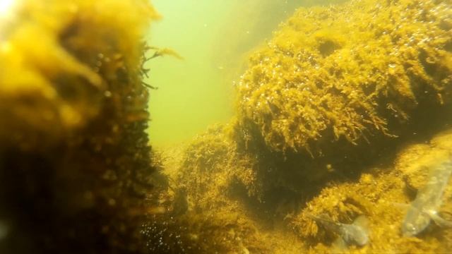 Как клюёт бычёк под водой. Рыба просыпается, март 2019 смотреть онлайн