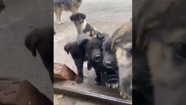 Щенки с базы смотреть онлайн
