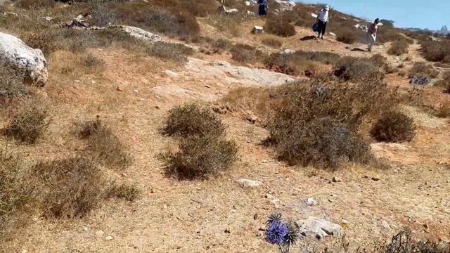 ГОЛУБАЯ КОЛЮЧКА. МОРДОВНИК.Израиль.АФУЛА. смотреть онлайн