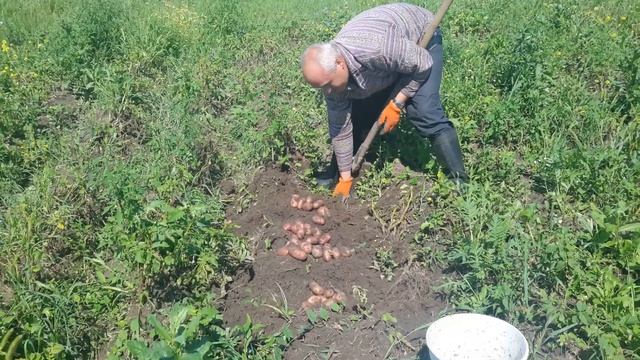 Первая выкопка картофеля Ред Скарлет. 01 августа 2017 года. смотреть онлайн