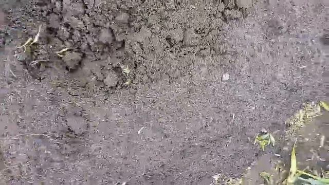 Хотите избавиться от проволочника тогда смотри с чем нужно садить картошку смотреть онлайн