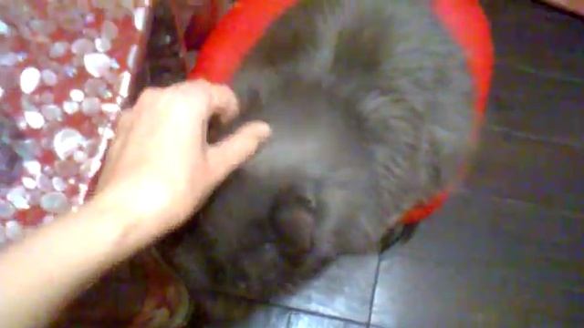 Очень ласковый кот Миша-2 смотреть онлайн