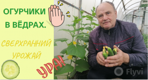 Огурчики в вёдрах. СВЕРХРАННИЙ урожай