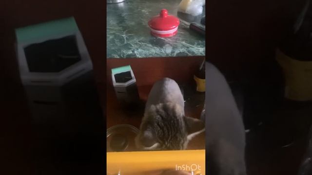 Как приготовить суп с котом