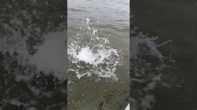 Рыбалка Яузское водохранилище в сентябре 2022. Судак на спиннинг.