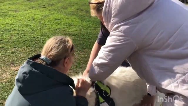 Процедура вживления микрочипа собачкам и котикам 🐶🐱 смотреть онлайн