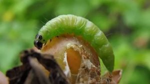 Как бороться с листоверткой на яблоневых деревьях?