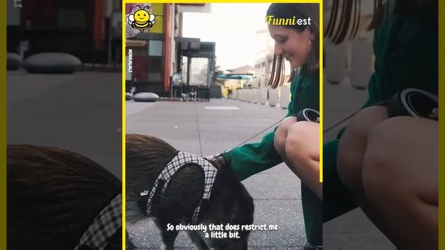 My pet pig speaks English and has somehow learnt how to sass me with demands ? смотреть онлайн