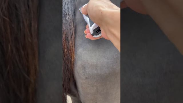 Стрижка коня маленькой машинкой!Легко #стрижка #лошади #животные