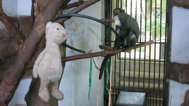 02.05.2023. Узбекистан. Ташкент. Зоопарк. Мартышка Де Бразза смотреть онлайн