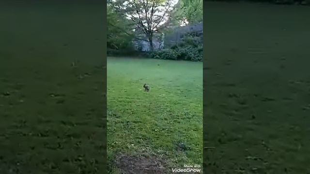 Зайчики🐇(чит.опис.) смотреть онлайн