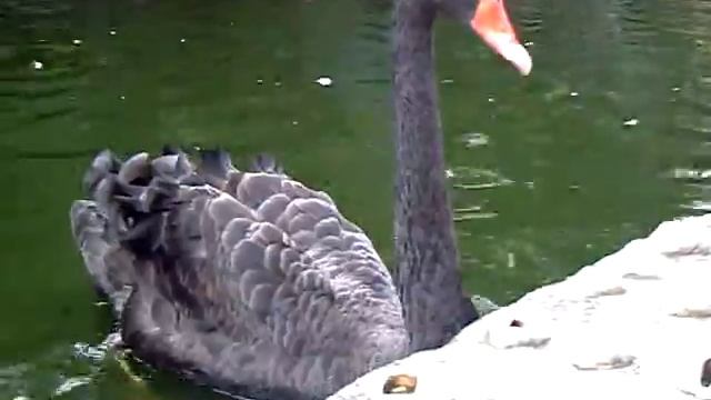 Черный лебедь. Ялта, зоопарк "Поляна Сказок" смотреть онлайн