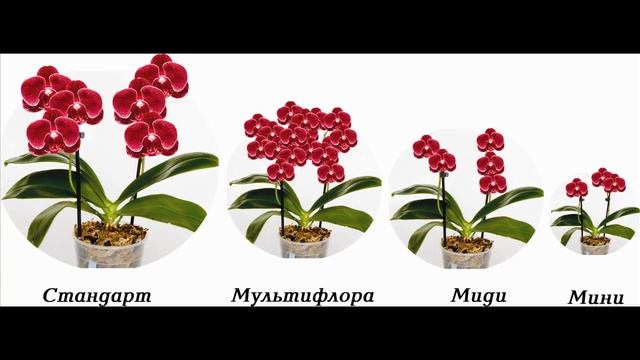 ОТЛИЧИЯ ОРХИДЕЙ. Мини, миди, мультифлора, стандарт смотреть онлайн