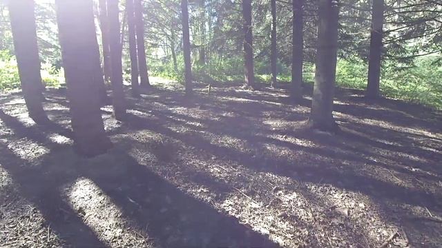 Кисловодск. Идем за грибами. Kislovodsk. Let's Go For Mushrooms.