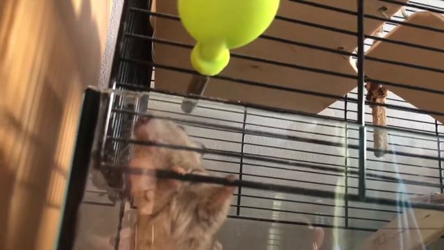 Песчанки кушают семечки) смотреть онлайн