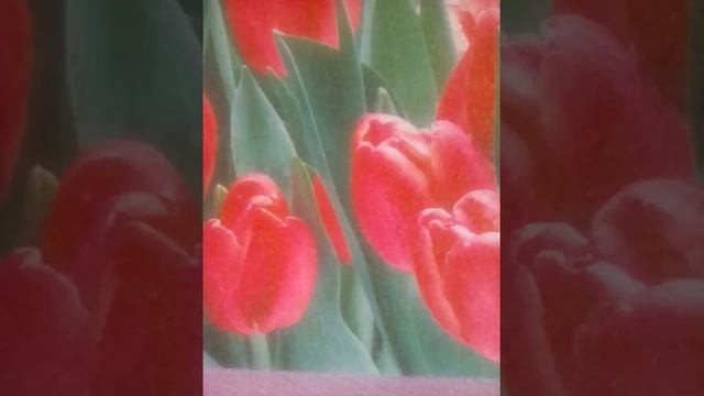 Простит ли нас, земля родная? Стих. смотреть онлайн