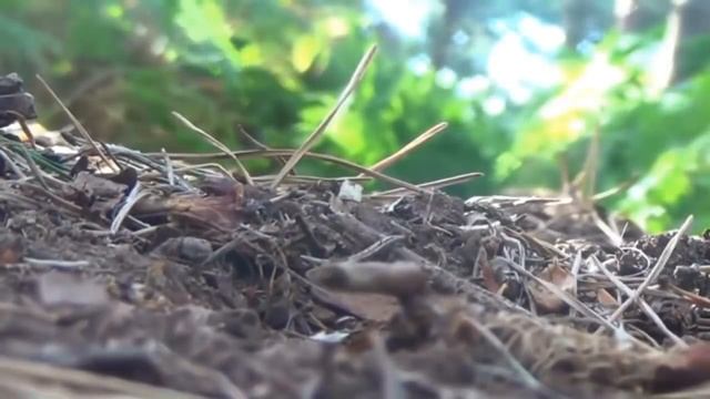 5 ЖУТКИХ СУЩЕСТВ СЛЕНДЕРМЕН - СНЯТЫЕ НА КАМЕРУ смотреть онлайн