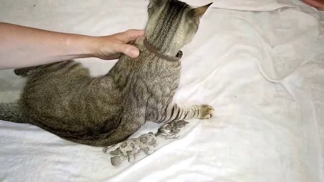 Кот и Воробей. Необычное знакомство смотреть онлайн