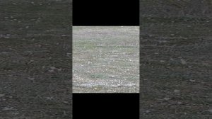 крокусы местные подснежники, красота, март 24г