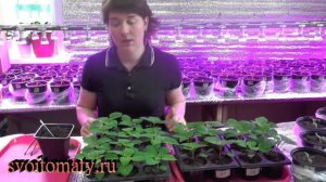 Сальвия выращивание и уход