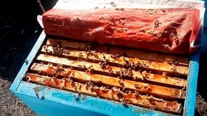 Обработка пчел перцем