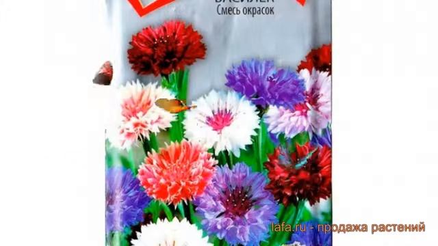 Василек обыкновенный Василек (vasilyek) ? василек Василек обзор: как сажать семена василька Василек