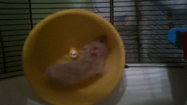 Хомяк и колесо) смотреть онлайн