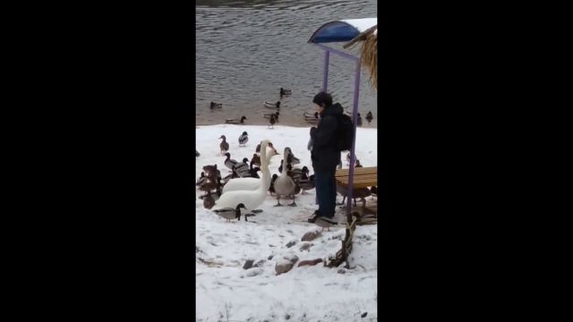 Красивые лебеди щиплют людей. Beautiful swans pinch the people feeding them. смотреть онлайн