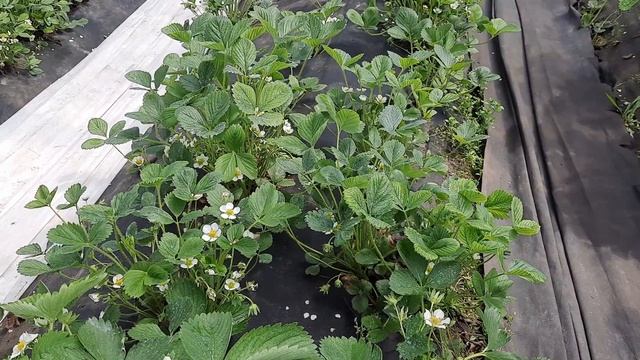 Разница клубника первый год посадки и второй) смотреть онлайн