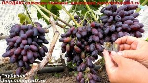 Виноград Князь Трубецкой - грозди по 1,5 кг и очень крупная ягода (Пузенко Наталья Лариасовна)