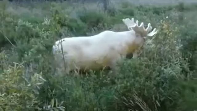 Белый Лось редкие кадры Швейцария смотреть онлайн