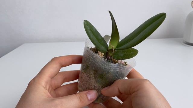 НОВАЯ ОРХИДЕЯ от Passiflora. ДОВОЛЬНА ЛИ на это раз?