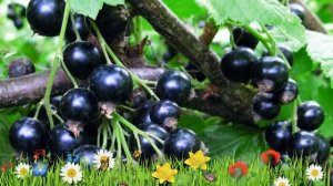 Смородина черная Селеченская - 2 ? Обзор: посадка и уход. крупномеры: описание и особенности