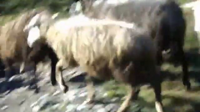 Утро в деревне. Стадо овец идет на пастбище смотреть онлайн