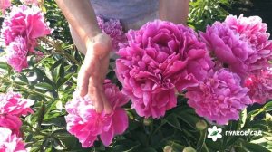 Россия пион. Пулков сад (2022 г)