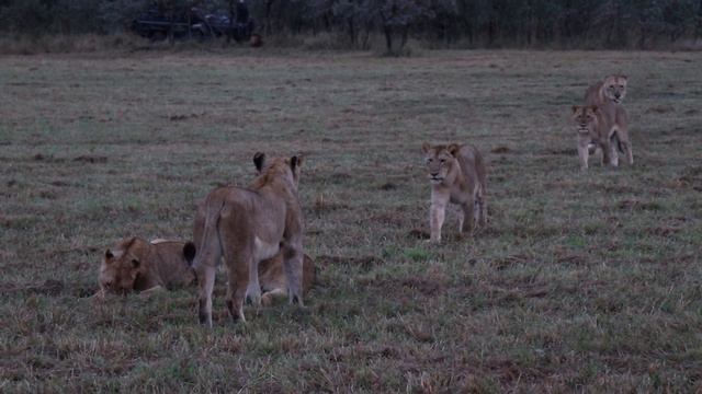Savanna Safari Diary Episode 01 смотреть онлайн