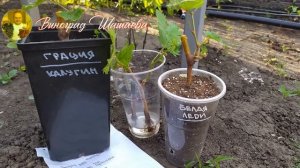 Плотная посадка 2х саженцев винограда в одну яму