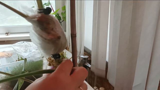 Эксперимент АЛЬБА. #1 Размножение воздушными отводками. смотреть онлайн