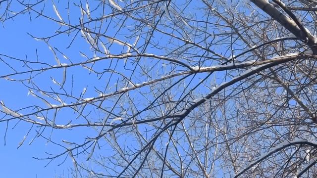 24 января народный праздник Федосеев день. Народные приметы и традиции.Что делать нельзя. смотреть онлайн