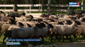 Семейная ферма: Меры господдержки в Пермском крае