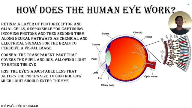 How Does The Human Eye Work? смотреть онлайн