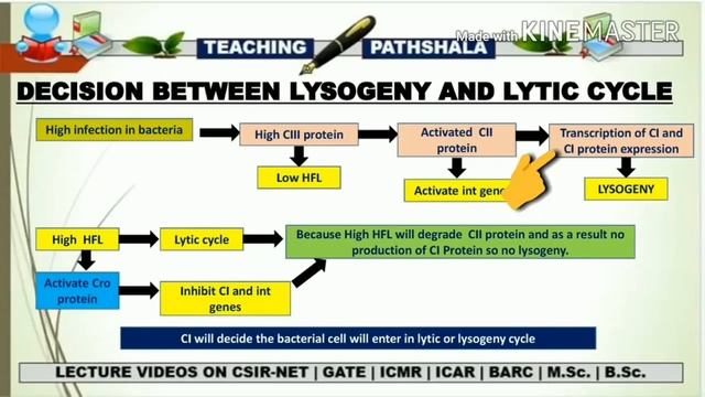 LYTIC AND LYSOGENY DECISION IN LAMBDA PHAGE||CSIR NET||MOLECULAR BIOLOGY смотреть онлайн