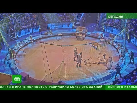 НТВ: Запашные рассказали о схватке тигра и льва в московском цирке смотреть онлайн