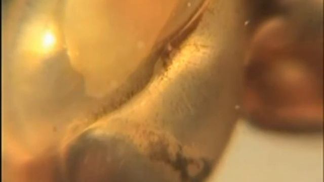 Heartbeat rate in the pond snail, Lymnaea stagnalis смотреть онлайн