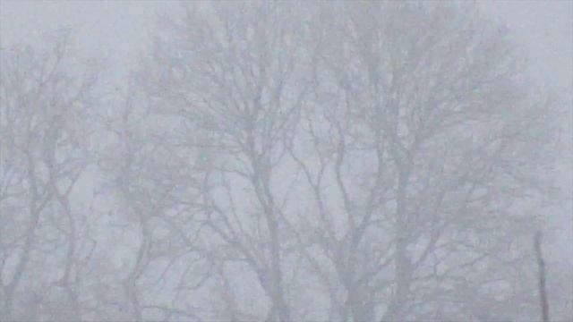 Canon Powershot SX530 HS Zoom Test (200x) Woodland смотреть онлайн