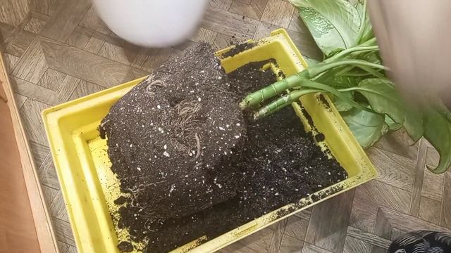 Диффенбахия, что случилось? Переукоренение, черенкование. смотреть онлайн