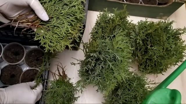 как черенковать тую - 100% результат смотреть онлайн