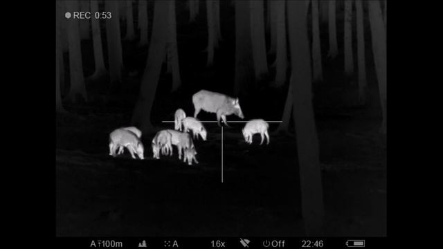 Wild Boar hunting 11 08 2019 Pulsar Trail XP50 смотреть онлайн