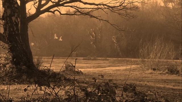 Miserere Mei Deus (Allegri) - New College Oxford Choir (Transposed) смотреть онлайн